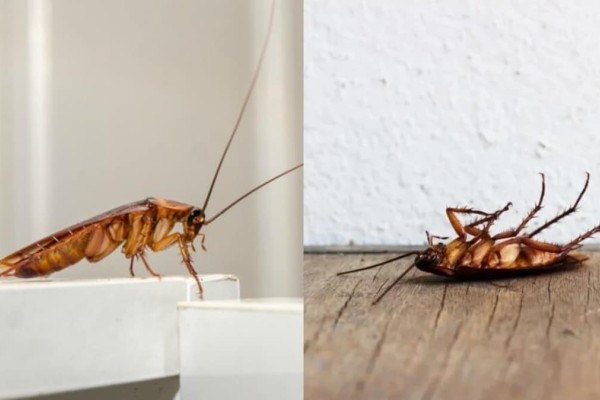 Ποτέ ξανά κατσαρίδες στο σπίτι: Αυτά τα 2 υλικά είναι ο απόλυτος «εφιάλτης» τους 