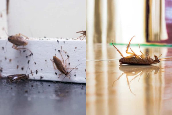 Φωλιά με κατσαρίδες στο σπίτι την Άνοιξη: Πως να την βρείτε και να απαλλαγείτε για πάντα