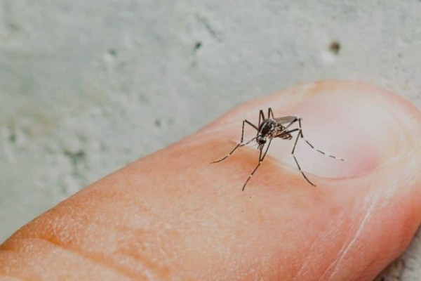 Κουνούπια: Απειλούν με ασθένειες την Ευρώπη - Ο ρόλος της κλιματικής κρίσης