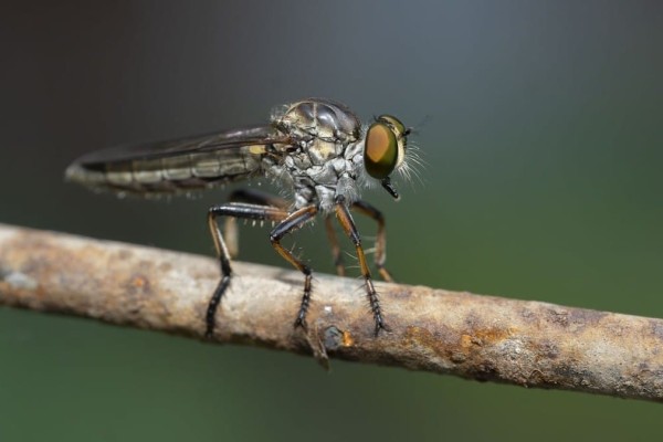 Πείτε «αντίο» οριστικά στις μύγες: Αυτοί οι 4 φυσικοί τρόποι της απομακρύνουν μια και καλή