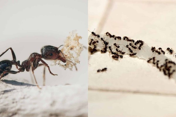 Ξεφορτωθείτε τα μυρμήγκια από την κουζίνα σας: Οι 8 τρόποι που θα σας «σώσουν» τη ζωή