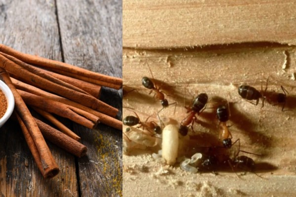 Πως θα εξαφανίσετε τα μυρμήγκια από το σπίτι σας: Κανέλα, μαγειρική σόδα και ξύδι