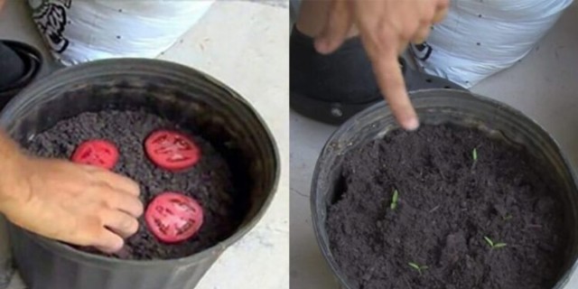 Δεν θα αγοράσετε ξανά ντομάτες: Πως θα καλλιεργήσετε τις δικές σας στον κήπο (Βίντεο)