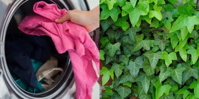 Λαμπερά ρούχα: Το οικολογικό κόλπο με τα φύλλα φυτού στο πλυντήριο που θα κάνει τα ρούχα σας σαν καινούργια 