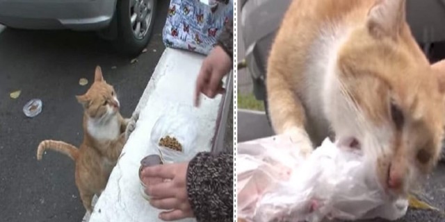 Αδέσποτη γάτα δέχεται φαγητό μόνο από σακούλα - Ο λόγος θα σας κάνει να δακρύσετε