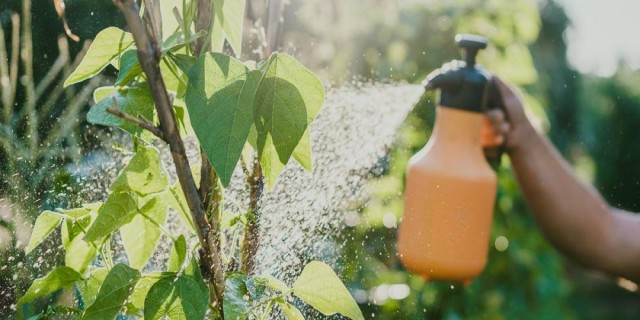 Θα πάθετε πλάκα: Το θαυματουργό κόλπο για να εξαφανίσετε ασθένειες και έντομα από τα φυτά σας