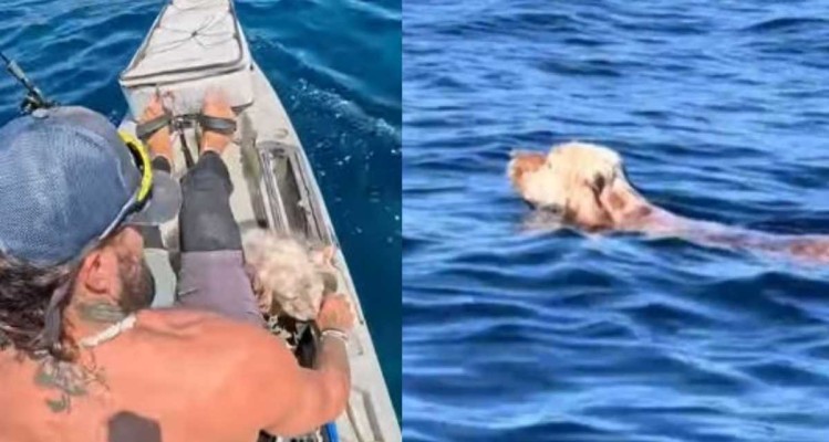 Συγκλονιστικό βίντεο από την Πάρο: Σκύλος διασώθηκε από Έλληνα TikToker στα βαθιά (video)