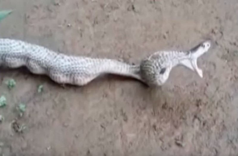 Άντρας είδε φίδι με  6 περίεργα εξογκώματα! Όταν πλησίασε είδε κάτι πιο τρομακτικό από ότι περίμενε!