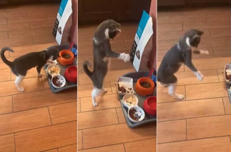 Η περίεργη αντίδραση της γάτας όταν δοκιμάζει για πρώτη φορά ομελέτα θα σας φτιάξει την μέρα (Video)