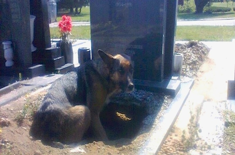 Αυτή η σκυλίτσα αρνούνταν να φύγει από τον τάφο - Περιμένετε όμως να δείτε τι είχε κρύψει μέσα