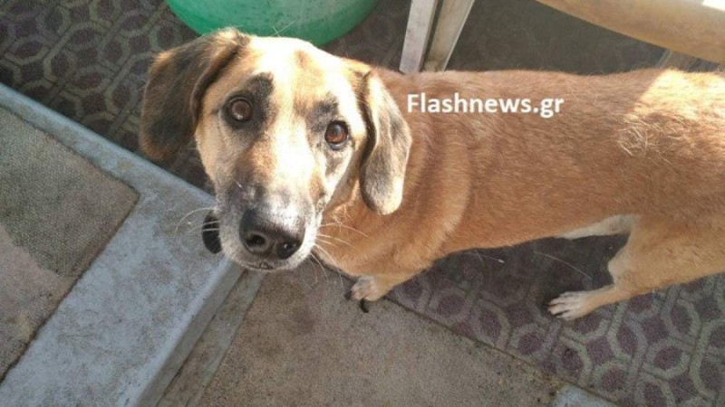 Συγκινεί ο σκύλος του άτυχου Βρετανού που έχασε τη ζωή του στη Σούδα κατά τη διάρκεια που το σκάφος του βυθιζόταν