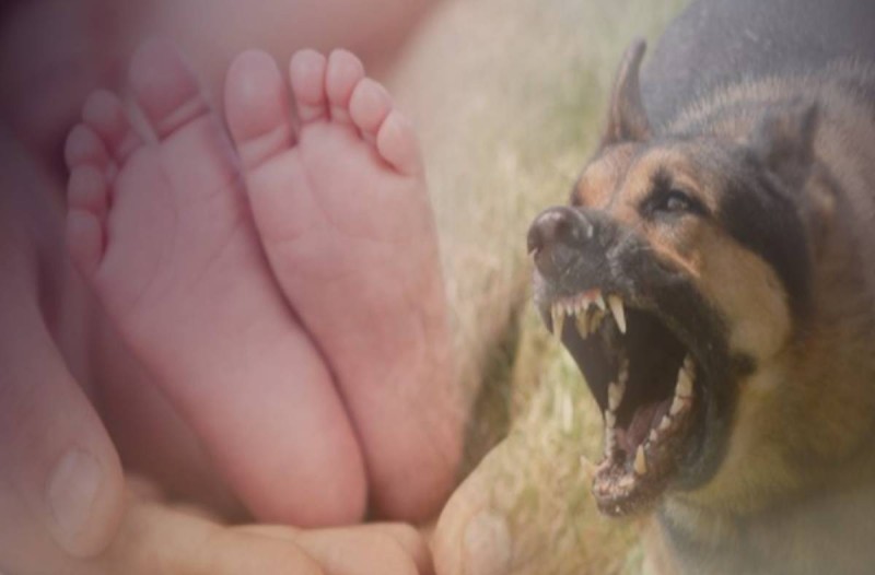 Ασύλληπτη τραγωδία: Νεκρό βρέφος 4 μηνών - Το καταπλάκωσε ο σκύλος της οικογένειας
