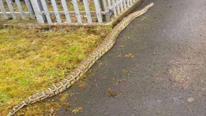 Τρόμος: Γιγάντια φίδια κόβουν βόλτες σε πολυσύχναστους δρόμους