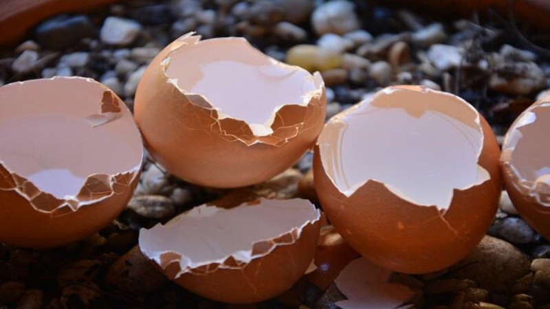 Πώς να απαλλαγείτε από την τερηδόνα των δοντιών με τσόφλια αυγών