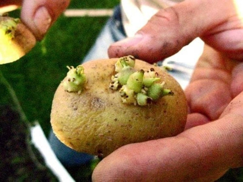 Το κόλπο για να μην βγάζουν φύτρες οι πατάτες σας