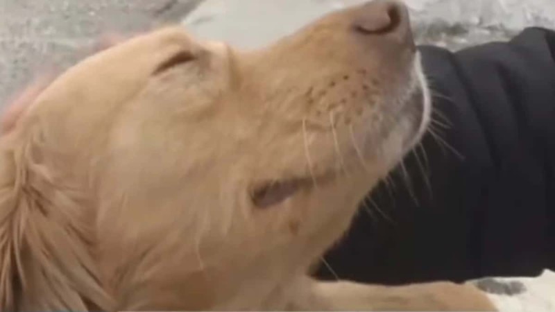 Ελασσόνα: Σκύλος - ήρωας διαισθάνθηκε τον σεισμό και έσωσε μία οικογένεια - 