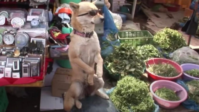 Σκύλος εντυπωσιάζει με τις ικανότητες του ως πωλητής λαχανικών - Απίστευτη η αντίδραση των περιστατικών (video)
