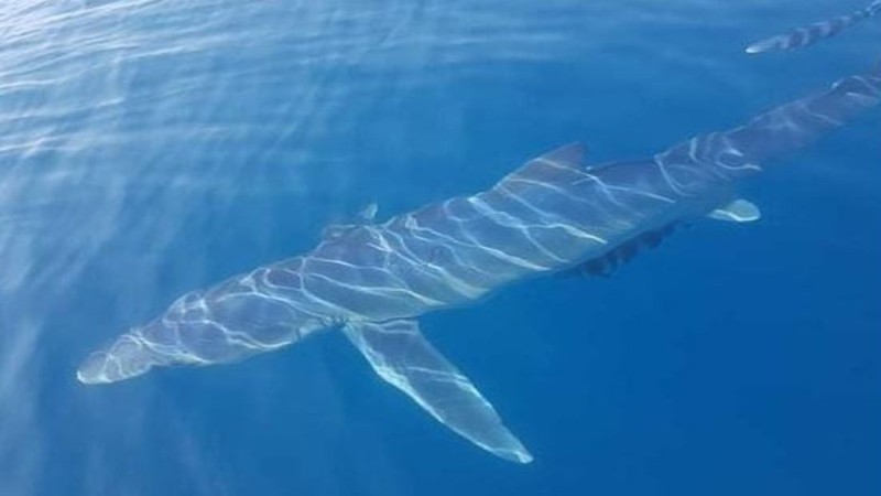 Καρχαρίας κολυμπούσε δίπλα σε ψαρά στην Κινέτα