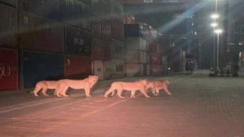 «Λιοντάρια δραπέτευσαν στο λιμάνι του Πειραιά»: Fake News ή πραγματικότητα;