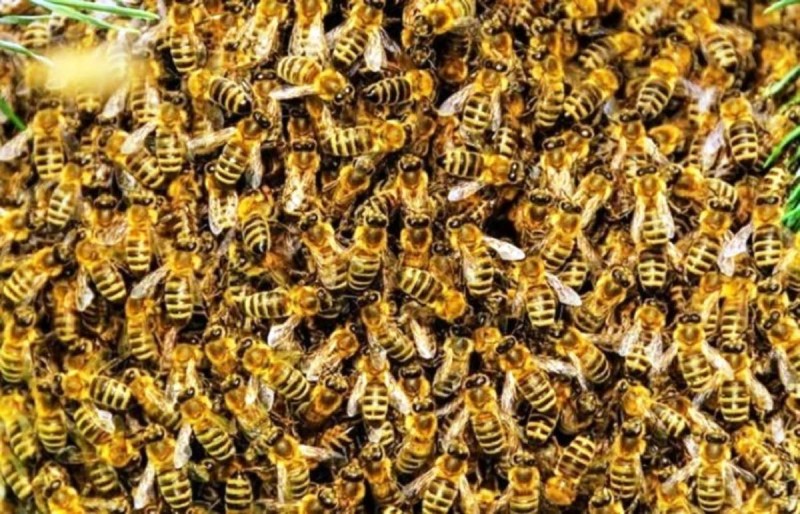 Σμήνος μελισσών επιτέθηκε σε άνδρα και πέθανε