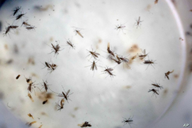 Κουνούπια: Γιατί είναι επιλεκτικά;