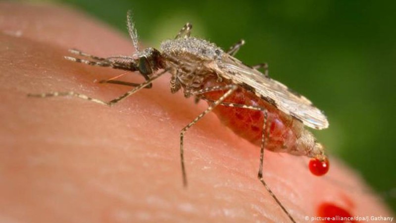 Κουνούπια: Γιατί βουίζουν στα αυτιά μας;