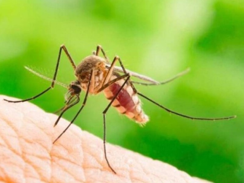 Κουνούπια: 5 τρόποι να απαλλαγείτε!- Ο λόγος που μας τσιμπάνε το καλοκαίρι