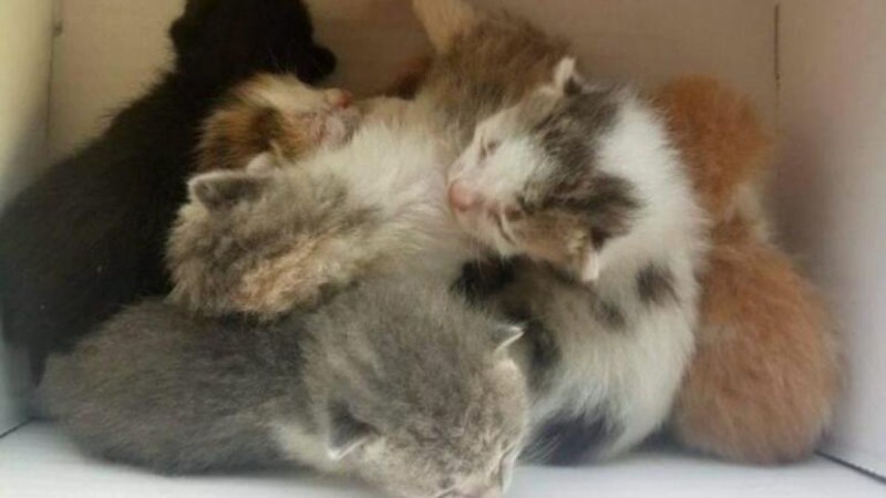 Λαμία: Οδηγός απορριμματοφόρου έσωσε νεογέννητα γατάκια