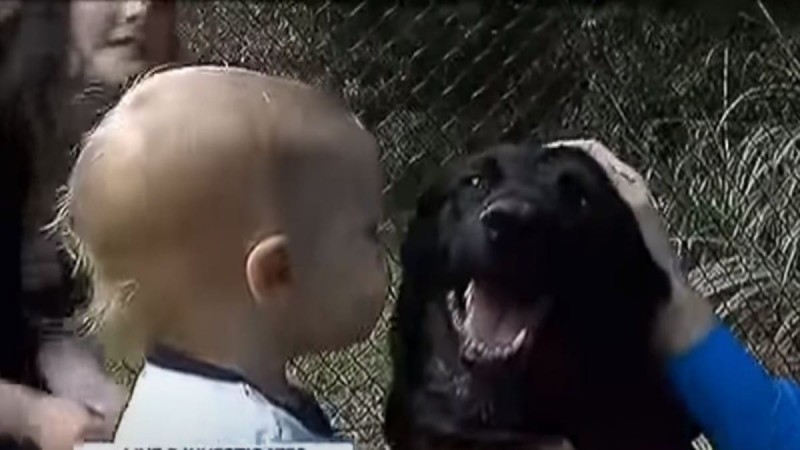 Ο σκύλος γάβγιζε στην babysitter και ο πατέρας έβαλε κάμερα - Δεν φαντάζεστε τι ανακάλυψε (video)