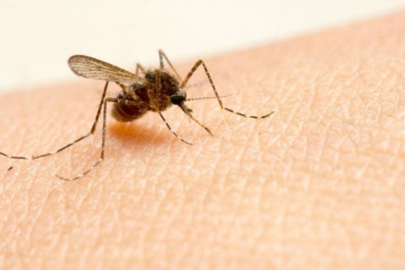 Πώς όμως μπορούμε να προστατευθούμε από τα κουνούπια;