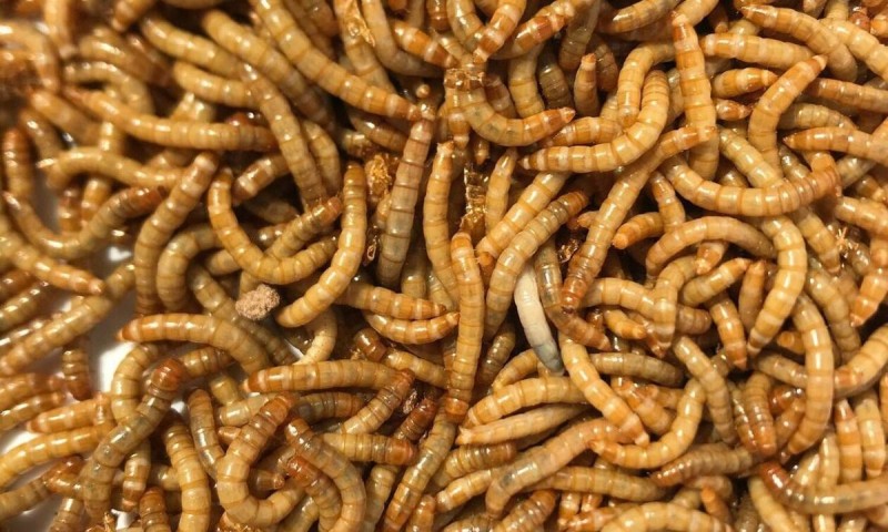 Ποιο έντομο μπορεί να καταναλωθεί ως τρόφιμο από τους Ευρωπαίους;