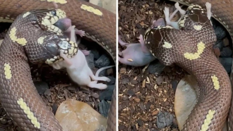 Ανατριχιαστικό βίντεο με δικέφαλο φίδι να καταβροχθίζει ποντίκια! (video)