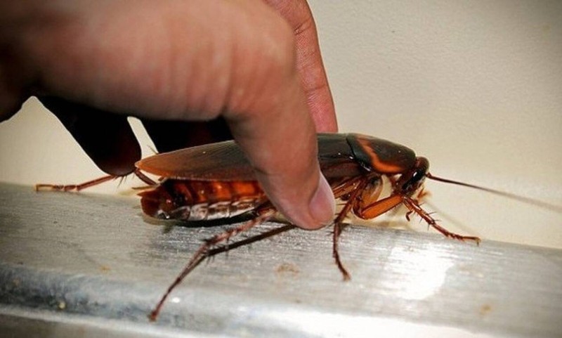8 φυσικοί τρόποι για να εξαφανίσεις τις κατσαρίδες από το σπίτι!