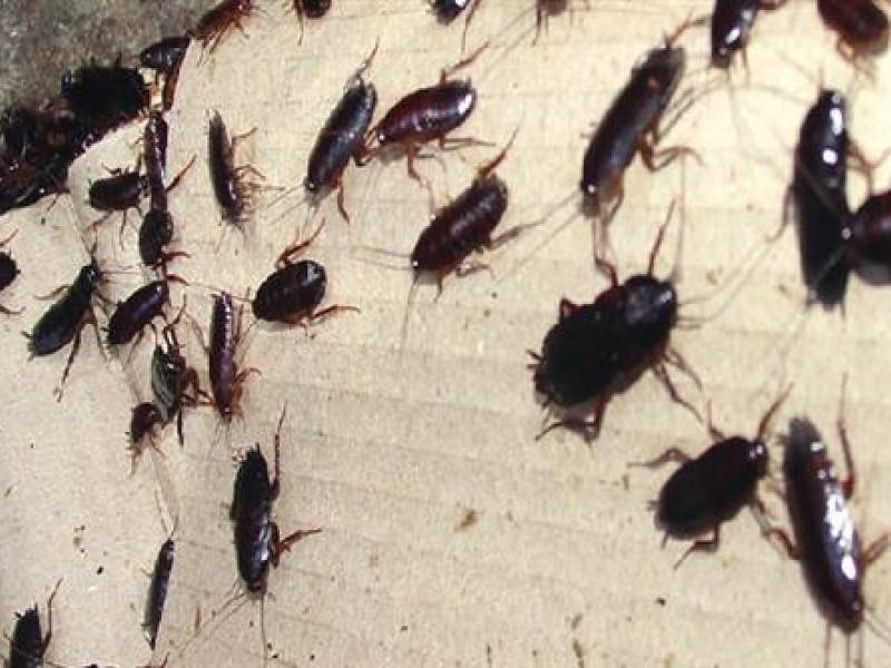 14 Πράγματα που δεν θα θέλατε να ξέρατε για τις κατσαρίδες