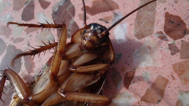 Ποια Η Φυσική Μυρωδιά Που Δεν Αντέχουν Με Τίποτα Οι Κατσαρίδες Και Τα Μυρμήγκια