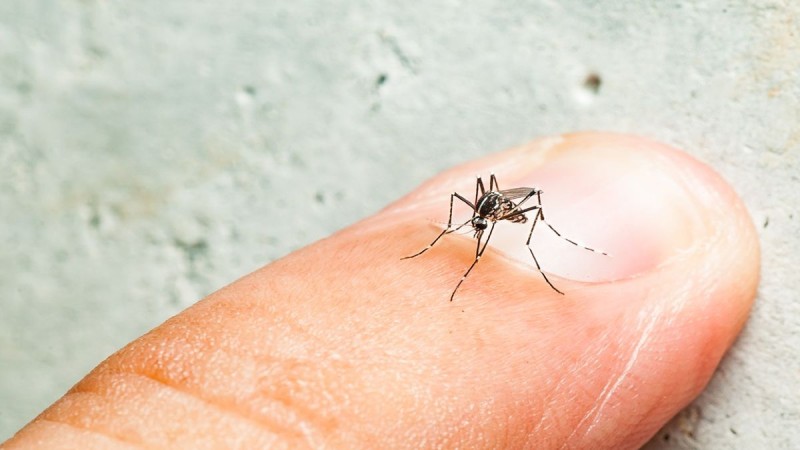 Κουνούπια: 7 λόγοι που τσιμπούν συγκεκριμένα άτομα