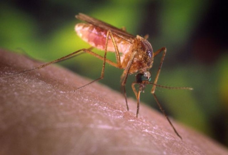 Τα κουνούπια διαισθάνονται το διοξείδιο του άνθρακα