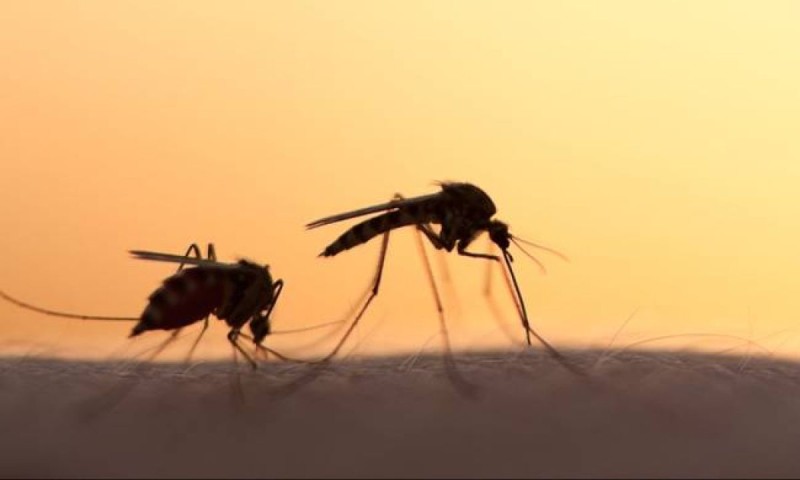 Για τα κουνούπια, όλα έχουν να κάνουν με το αίμα