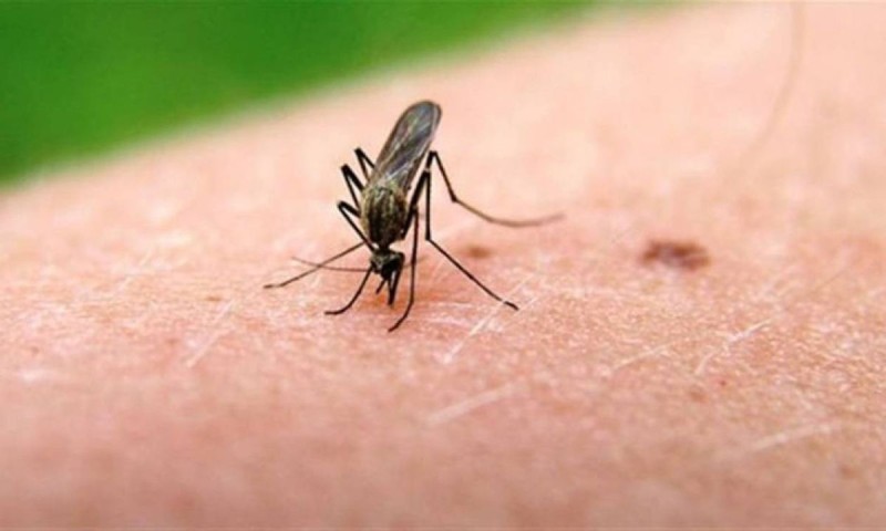 Κουνούπια: 7 λόγοι που τσιμπούν συγκεκριμένα άτομα