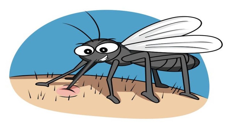 15 φυσικοί τρόποι για να απαλλαγείτε από τα κουνούπια - Κάθε πότε πρέπει να ψεκάζουμε;