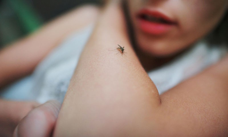 Κουνούπια: Γιατί έχουν προτιμήσεις;