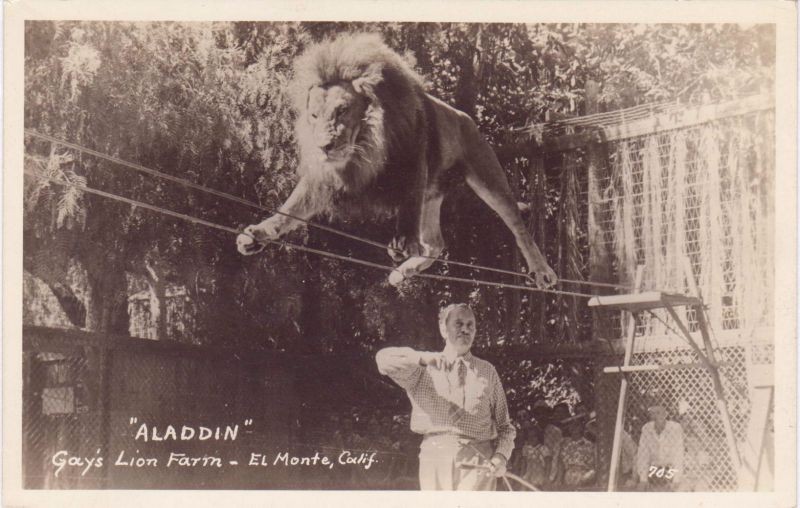 Η ιστορία της Φάρμας όπου έζησαν 500 λιοντάρια που εμφανίστηκαν σε ταινίες του Hollywood