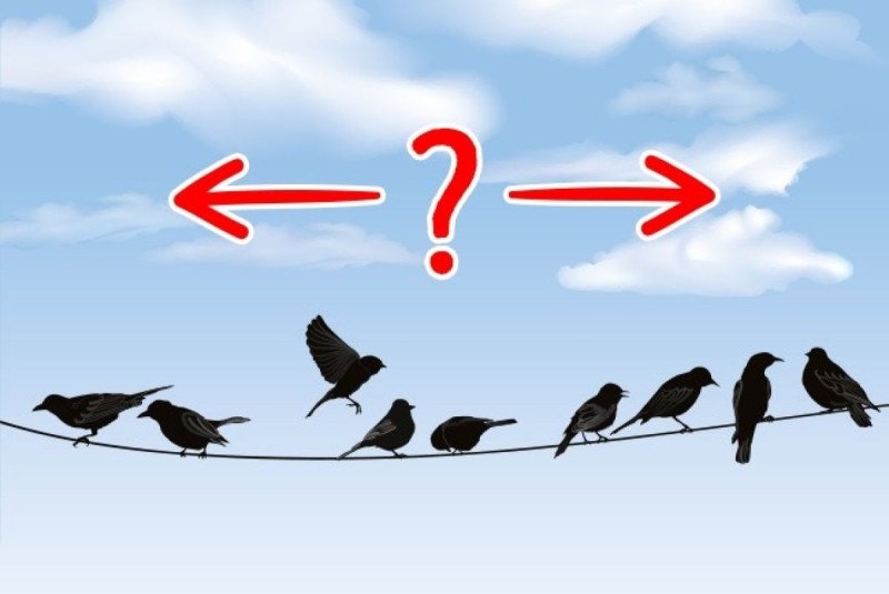 Πώς τα πουλιά ξέρουν προς τα που πρέπει να πετάξουν;