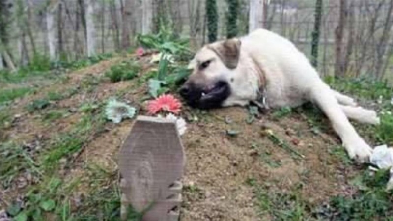 Θα σας ραγίσει την καρδιά: Σκύλος επισκέπτεται κάθε μέρα τον τάφο του αφεντικού του, 2 χρόνια μετά το θάνατό του