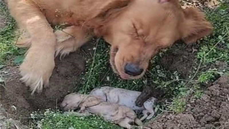 Σπαρακτικό βίντεο: Σκυλίτσα έχασε στη γέννα τα μικρά της - Κλαίει πάνω από τον λάκκο που έσκαψε (Video)