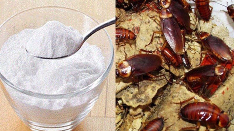 Μαγειρική σόδα: Πείτε αντίο στις κατσαρίδες μια και καλή με αυτή την αποτελεσματική μέθοδο