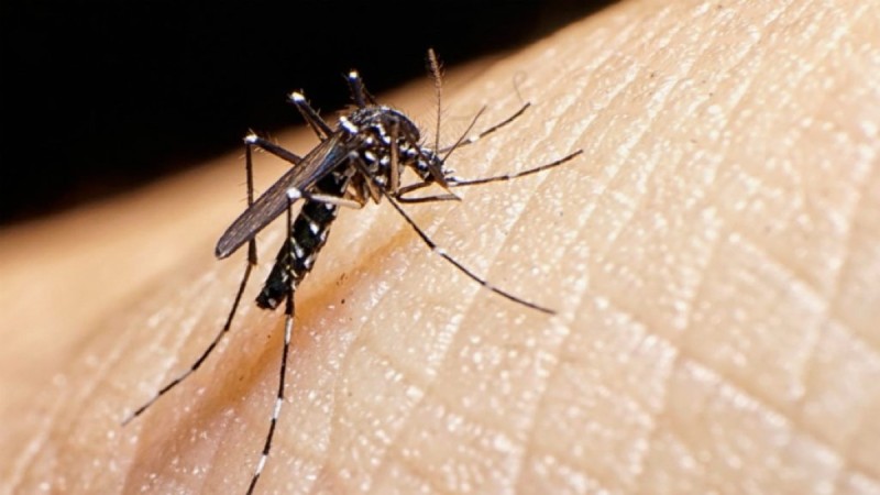 Θεραπείες για να ανακουφιστείτε από το τσίμπημα κουνουπιών