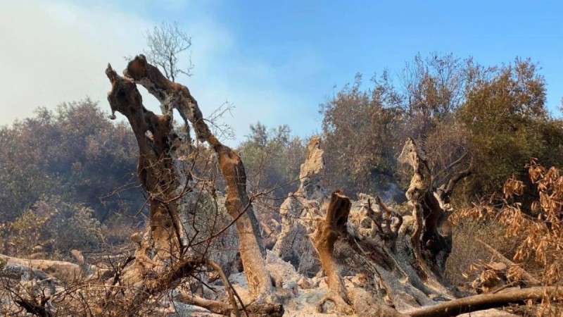 Φωτιά στην Εύβοια: Κάηκε ελιά 2.500 ετών