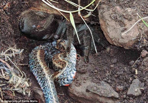 Ανατριχιαστικές εικόνες όπου μια ταραντούλα καταβροχθίζει φίδι 