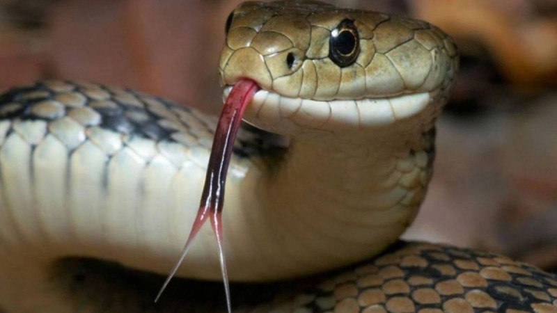 Τεράστιο φίδι τρομοκρατεί μεγάλη πόλη της Ελλάδος!